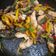 El cooksnap de CARLA ESMERALDA cuando hizo Carne de res con pimientos y cebolla.