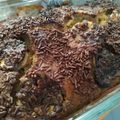 Cooksnap dari Vemmy Nanda untuk resep Bolu pisang panggang no mixer....19/12/2018
