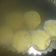 Cooksnap dari ani. untuk resep Bolu tape keju spesial