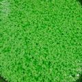Cooksnap dari Nanik Abdurrahman untuk resep Puding Lumut Pandan