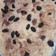 Cooksnap dari Darmi Raja Riqa untuk resep Klapetart Panggang