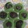Cooksnap dari Raja untuk resep Bolu pandan coklat kukus (no timbangan, no mixer)
