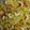 Sumita Roychowdhury's cooksnap of when they made বাসন্তী পোলাও (basonti polau recipe in Bengali).