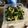 袁子皓 的 菠菜炒蛋～ cooksnap