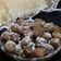 Manju Gupta का कुकस्नैप जब उन्होंने गटागट आंवले की (gatagat amla ki recipe in Hindi) बनाया था।
