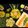 Bindi Shah's cooksnap of when they made મિક્સ ઢોકળાં (Mix Dhokla Recipe In Gujarati).