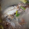 小喵 的 蔬果鱸魚豆腐湯 cooksnap