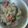 Cooksnap dari elvi untuk resep Pindang Bandeng Segar
