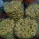 Cooksnap dari Mey Yulianti untuk resep Mawar Cookies Murah Meriah