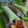 Cooksnap dari Arik Yunita (Paon RaRe) untuk resep Es tape ketan ijo #pr_tapedeeh