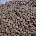 Cooksnap dari Ayi Sopiah untuk resep Kacang Bawang Renyah (kering tidak berminyak)