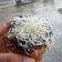 Cooksnap dari Ningrum untuk resep Donat ekonomis