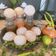 Reshma Tailor's cooksnap of when they made પાણી પૂરી (Pani Puri Recipe In Gujarati).