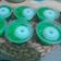 Cooksnap dari Dewi Setia untuk resep Puding lumut cup