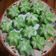 Cooksnap dari melani.arien untuk resep "KUE PUTU AYU PANDAN" Enak, Lembut dan gampang bikinnya