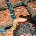 Cooksnap dari Rosalina Rientya untuk resep Chocolate chip brownies, yummy👌