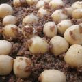 ジョイ マリ's cooksnap of when they made Satoimo (Taro) and Minced Meat Topped with Sweet Sauce.