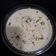 Ila Naik's cooksnap of when they made ચોખા ની ખીર(chokha ni kheer recipe in Gujarati).