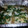 El cooksnap de lorensanyer cuando hizo Bacalao al horno sobre espinacas y champiñones salteados.
