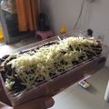Cooksnap dari Jesie Olivia untuk resep Setup roti tawar vla coklat lumerr