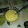 La cooksnap de Silvana Morales cuando cocinó Postre de vainilla tipo Royal