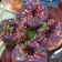 Cooksnap dari Keyla Putri untuk resep DONUT SUSU KEJU (Donat Tanpa Ulen)