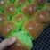Cooksnap dari ratna ratna untuk resep Roti Sisir Pandan