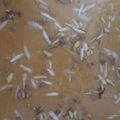 Trupti Mankad's cooksnap of when they made મોહનથાળ (Mohanthal Recipe in Gujarati).