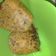 Cooksnap dari sri iip fitria sari untuk resep Bolu Pisang Anti Gagal Simpel irit No Oven No Mixer (Part 2)