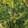 Cooksnap Nur Nadiah semasa beliau membuat Kangkung masak lemak.