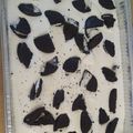 Cooksnap από Θοδωρής!!! ( η κουζίνα μου είναι το βασίλειο μου). στη συνταγή Σπέσιαλ σπιτικό παγωτό με καραμελωμένο ζαχαρούχο τραγανά κομμάτια σοκολάτας και μόνο 3 υλικά