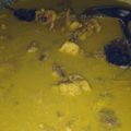 Cooksnap dari Isti Nuranida untuk resep Soto ayam kuah kuning