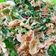 Cooksnap dari Krissanti Kusumawardhani Annette untuk resep #43 Bumbu Urap/Terancam