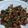 Cooksnap dari Sherin Valerie untuk resep Ayam Crispy Lada Hitam