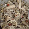 Cooksnap dari Daniar Rahma untuk resep Tumis Toge Jamur Tiram