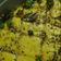 Ashlesha Vora's cooksnap of when they made ખમણ ઢોકળા (Khaman Dhokla Recipe In Gujarati).