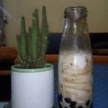 Cooksnap dari E. Sol untuk resep Boba - BUBBLE JELLY