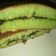 Cooksnap dari Ghiesha2609 untuk resep Martabak Manis Pandan