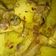 Cooksnap dari tika untuk resep opor ayam