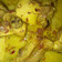 Cooksnap dari tika untuk resep opor ayam