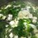 屁屁媽媽日常 的 莧菜豆腐羹 cooksnap