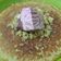 Cooksnap dari Wilmarani Kartika Suri untuk resep Pancake teflon