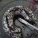 Cooksnap dari Nining Yuningsih untuk resep Brownies panggang putih telur