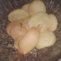 Cooksnap dari Ratu Azkadinakifah Gunadharma(Akifah) untuk resep Egg drop monde KW