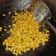 Cooksnap dari Anita untuk resep Jagung Bakar Pipil