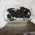 Cooksnap dari Oetjy Melani untuk resep Choco Cream Cheese (Keto Friendly)