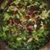 El cooksnap de Suri cuando hizo Ensalada con fresas 🍓.