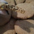 El cooksnap de Yanni cuando hizo Galletas de polenta marmoladas.