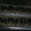 Cooksnap dari eliyah untuk resep Kue pukis