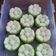 Cooksnap dari Nanik Haryanti untuk resep Putu Ayu
